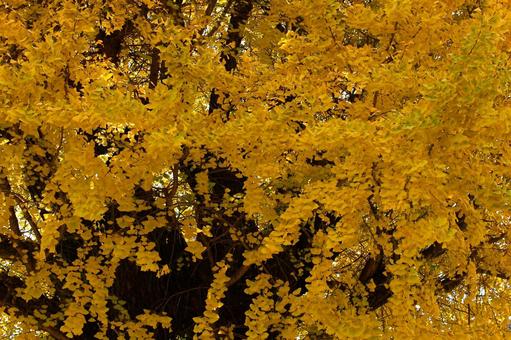 イチョウ 秋,イチョウ,木の写真素材