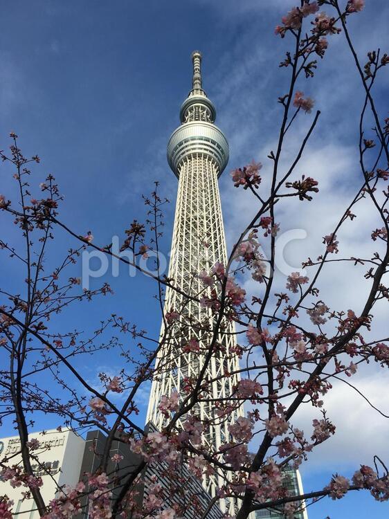スカイツリーと桜 スカイツリー,桜,建築の写真素材
