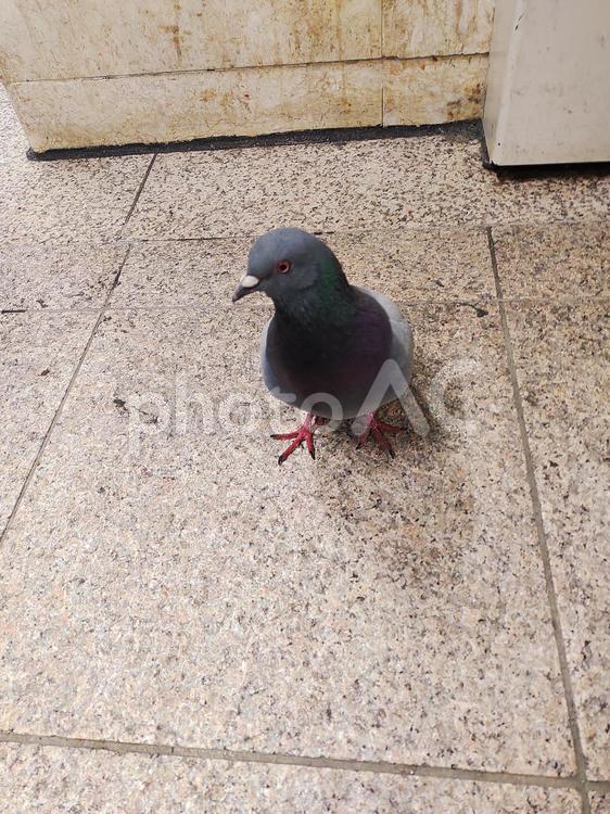 一羽のハト 鳩,ハト,鳥の写真素材