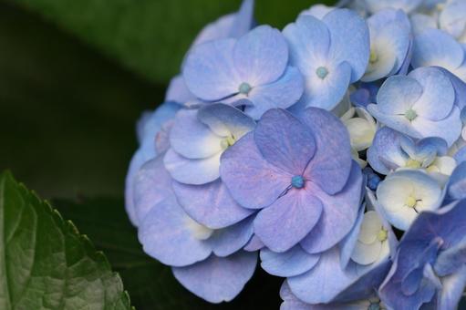 紫陽花 紫陽花,装飾花,青紫の写真素材