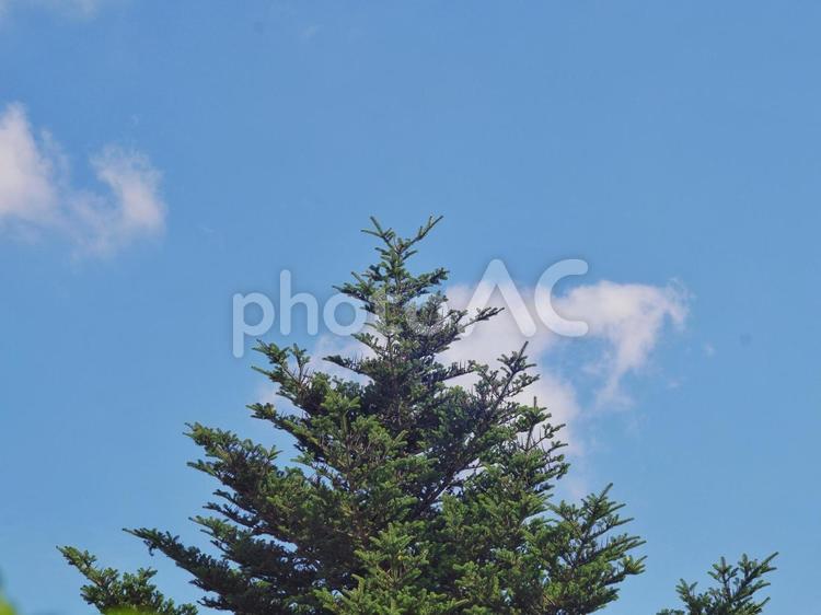 樅ノ木と青空 モミ,樅ノ木,青空の写真素材