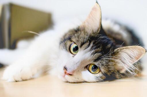 見つめる 子猫,健康,育つの写真素材