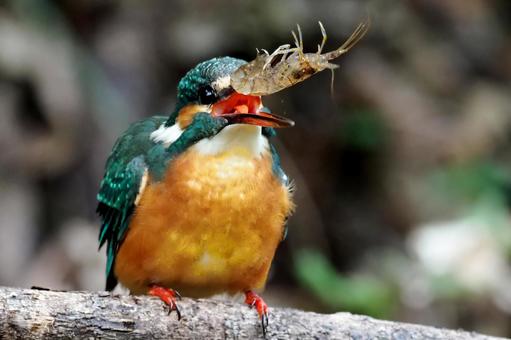 エビの踊り食い カワセミ,エビの踊り食い,野鳥の写真素材