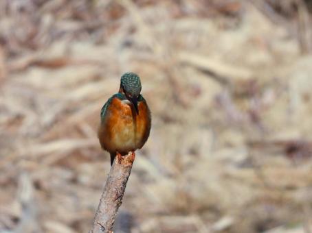 池に立つ枯れ枝の先にとまるカワセミ カワセミ,鳥,鳥類の写真素材