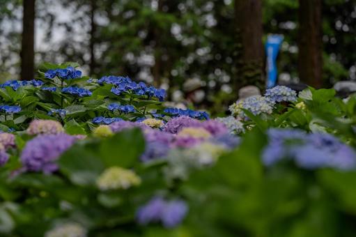 指扇アジサイまつり2025年 指扇アジサイまつり2025年 アジサイ,紫陽花,花の写真素材