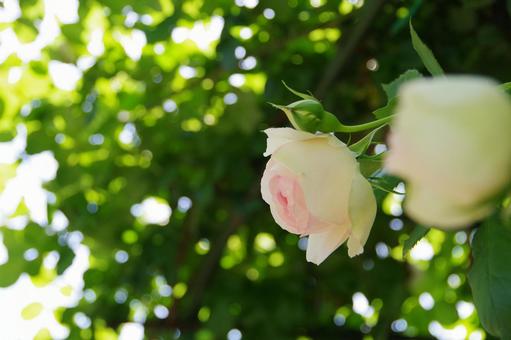 Rose Rose