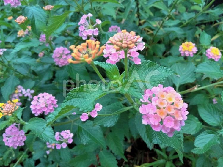 緑の葉と薄紫の紫陽花の花 屋外,屋外で,緑の写真素材
