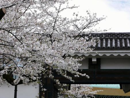 桜と門 桜と門の写真