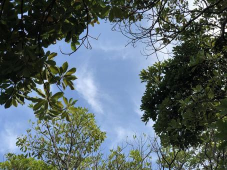 木々の間から見える青空 木々の間から見える青空の写真