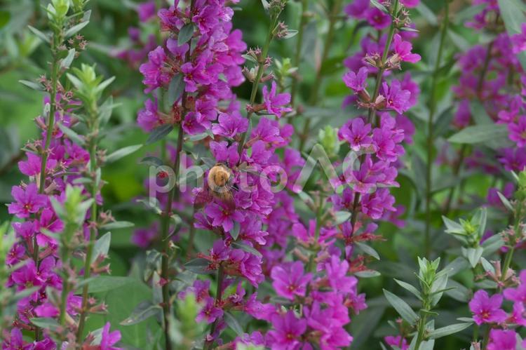 赤紫色のミソハギと蜜を吸う小さなミツバチ 花,自然,栽培の写真素材