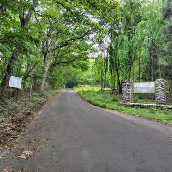 Photo, climbing, forest road, the way, 