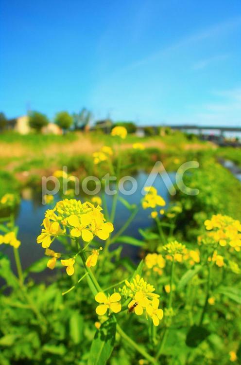川のそばに咲く春の菜の花  アブラナ,菜の花,花畑の写真素材