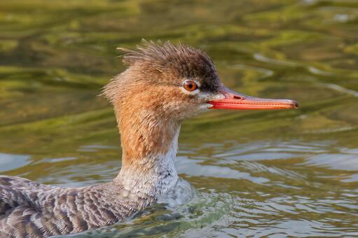 冬羽のウミアイサ、顔アップ ウミアイサ,冬羽,渡り鳥の写真素材