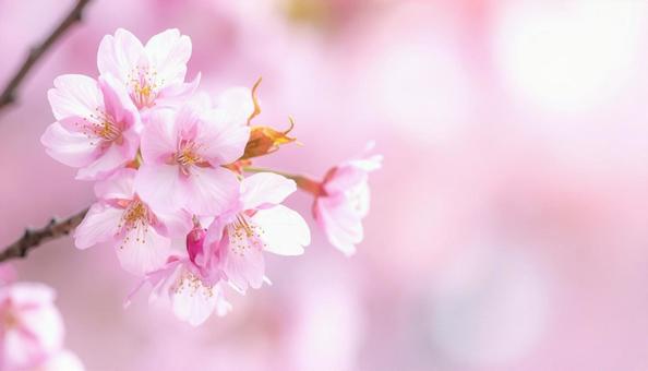 桜の花の背景・テキストスペース 桜の花の背景・テキストスペースの写真