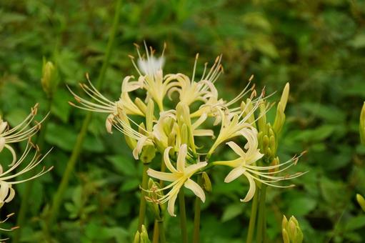 ヒガンバナ ヒガンバナ 彼岸花,白,植物の写真素材