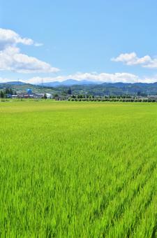 Photo, rural, paddy field, summer countryside, 