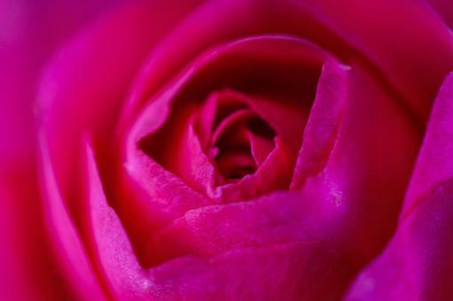 rose petals, JPG