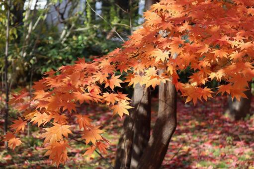 紅葉の葉 紅葉,葉,11月の写真素材