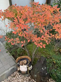 紅葉とたぬき 紅葉とたぬきの写真