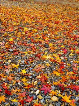 雨上がりの落ち葉 落ち葉,落葉,紅葉の写真素材