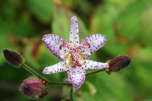 ホトトギス・杜鵑草の写真