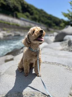 マルプー けんけん マルプー けんけん マルプー,まるぷー,小型犬の写真素材