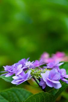 アジサイ8 アジサイ8 紫陽花,あじさい,花の写真素材