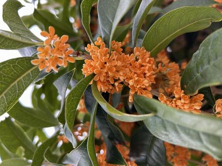 キンモクセイの写真 キンモクセイ,秋,緑の写真素材