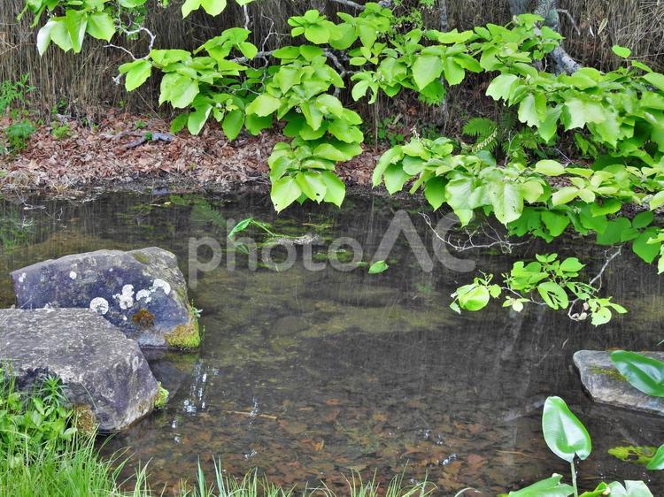 池と緑 自然,背景,素材の写真素材