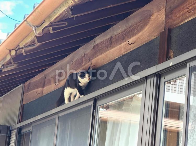 お家に入れてニャー ネコ,ねこ,猫の写真素材