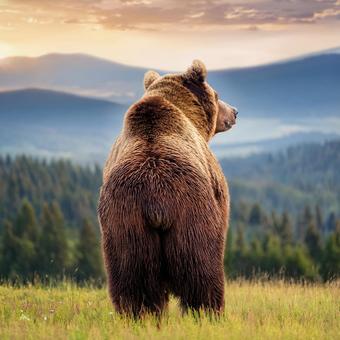 くまの背中の写真