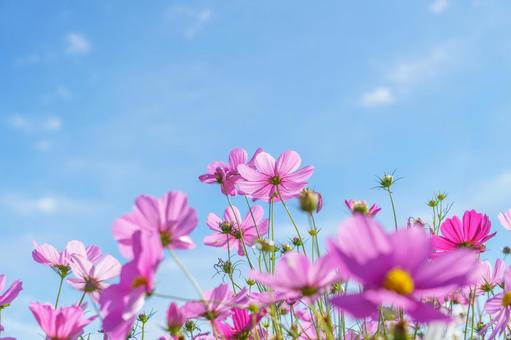 Pink cosmos and blue autumn sky, JPG