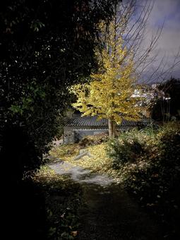 Photo, stomach, autumn, night, 