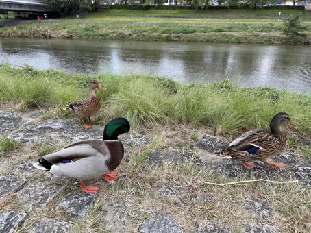 鴨川のカモ⑥ 鴨川のカモ⑥ 鴨川,鴨,カモの写真素材