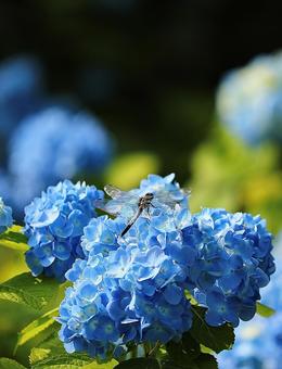 Photo, hydrangea, dragonfly, iizuna plateau, 