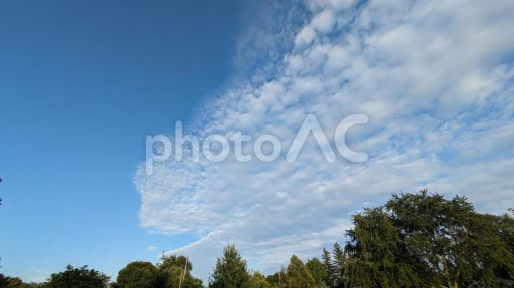 晴れの日の空に浮かぶ羊雲 空,青空,雲の写真素材