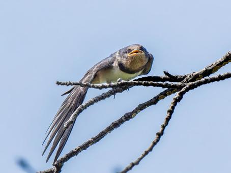 枝にとまるツバメ 枝にとまるツバメ ツバメ,燕,野鳥の写真素材
