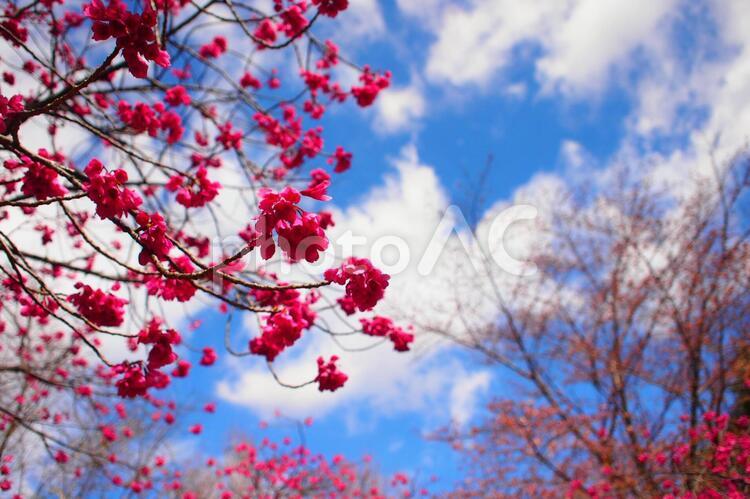 寒緋桜(カンヒザクラ) カンヒザクラ,春,花の写真素材