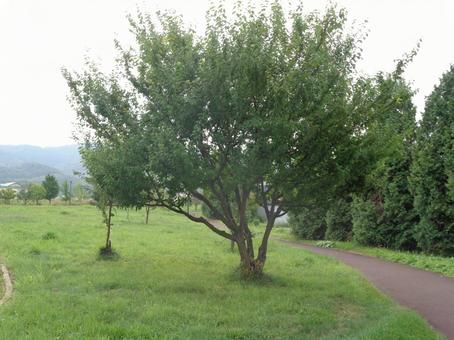 親縁通りの立木 親縁通りの立木 立木,道,ウォーキングの写真素材