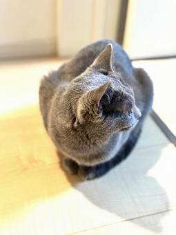 振り向く猫（ロシアンブルー） 猫,ロシアンブルー,振り返るの写真素材