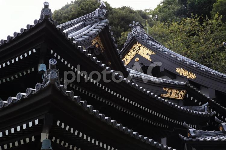 長谷寺ー鎌倉市ー神奈川県 長谷寺,鎌倉市,長谷観音の写真素材