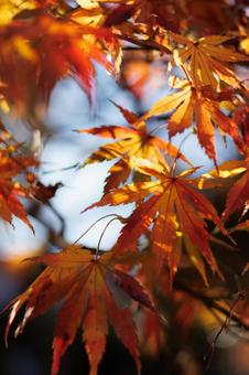 Glowing Autumn Leaves, JPG