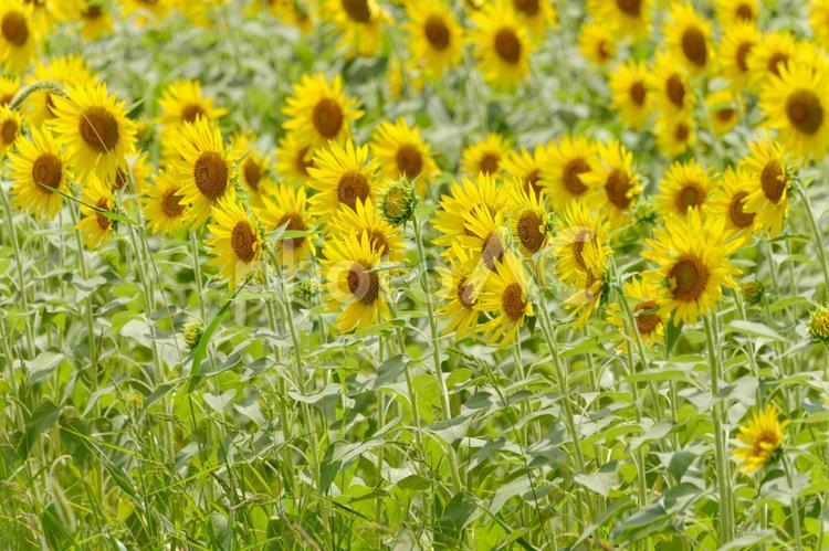 夏の日差しに揺れるひまわり畑 向日葵,花,花びらの写真素材