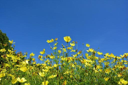 キバナコスモスと青空 キバナコスモスと青空 コスモス,キバナコスモス,美しいの写真素材