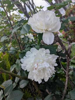 シャクナゲ シャクナゲ シャクナゲ,花,白の写真素材