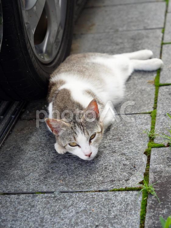 ネコ　リラックス　ねこ　猫　野良猫 猫,動物,ネコの写真素材