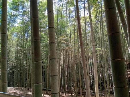 竹林 竹林 竹,竹林,自然の写真素材