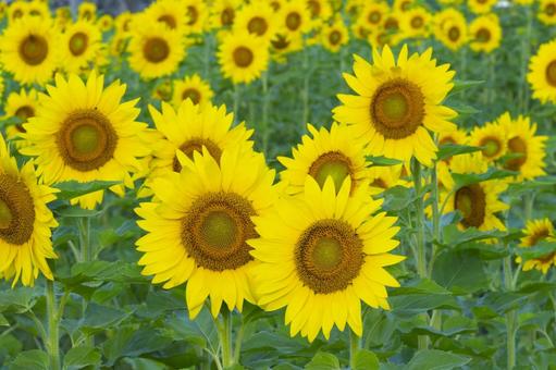 黄色が綺麗なヒマワリの花 黄色が綺麗なヒマワリの花 ひまわり,向日葵,夏の写真素材