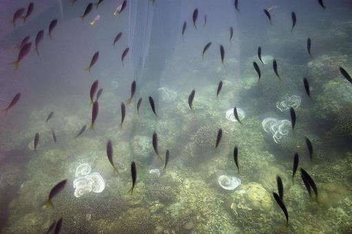 パラオ　ロックアイランド６ パラオ,楽園,リゾートの写真素材