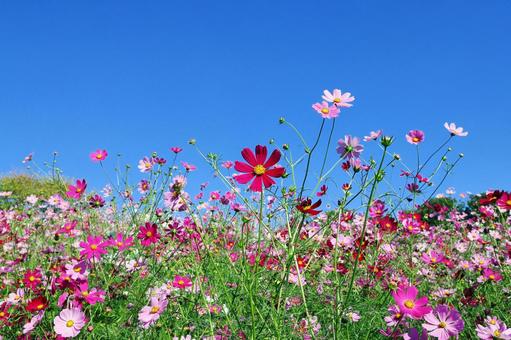 コスモス畑と青空 コスモス,コスモス畑,花の写真素材